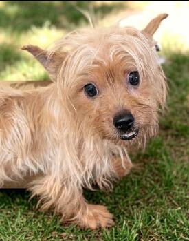 Teenie -  Yorkshire Terrier and Silky Terrier Dog for Adoption in Baton Rouge, Louisiana - Teenie | PetCurious