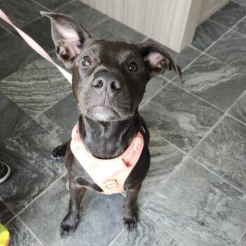 Labrador Retriever and Mixed Breed Dogs Available for Adoption in Clearwater, Florida - Lyric | PetCurious