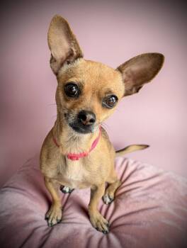 Punkin -  Chihuahua Dog Available for Adoption in Penrose, Colorado - Punkin | PetCurious