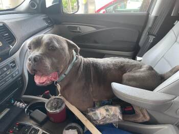 Corndog -  Mixed Breed Dog for Adoption in Cincinnati, Ohio - Corndog | PetCurious