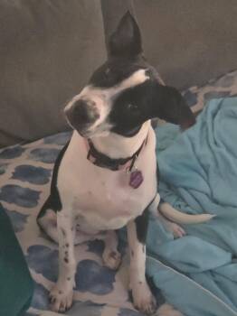 Oreo -  Rhodesian Ridgeback Dog for Adoption in Tallahassee, Florida - Oreo | PetCurious