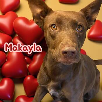 Rescue Chocolate Labrador Retriever Dogs for Adoption in Chuckey, Tennessee - Makayla - NC | PetCurious