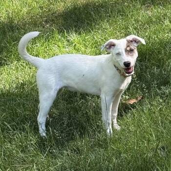 Hound and Mixed Breed Dogs Available for Adoption in Springfield, Missouri - Blossom | PetCurious