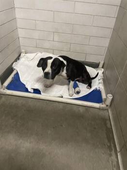 TUGGER -  Pit Bull Terrier Dog for Adoption in Stockton, California - TUGGER | PetCurious