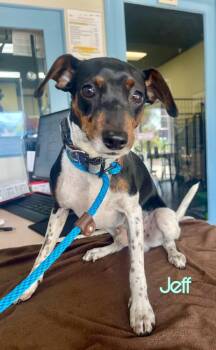 Rat Terrier and Miniature Pinscher Dogs Available for Adoption - Jeff | PetCurious