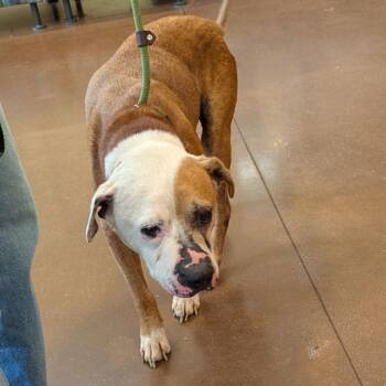Sebastian -  Mixed Breed Dog for Adoption in Lynchburg, Virginia - Sebastian | PetCurious