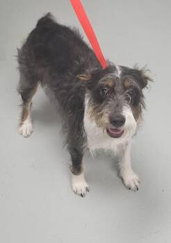 Pen 184 Rayne -  Terrier and Schnauzer Dog for Adoption in Lawrenceville, Georgia - Pen 184 Rayne | PetCurious