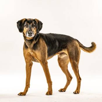 Xerxes -  Coonhound and Mixed Breed Dog for Adoption in Reno, Nevada - Xerxes | PetCurious
