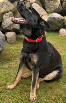 Petro -  German Shepherd Dog Dog for Adoption in Kingman, Arizona - Petro | PetCurious