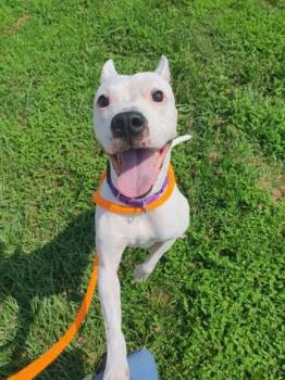 MAGGIE -  Boxer and Staffordshire Bull Terrier Dog for Adoption in Derwood, Maryland - MAGGIE | PetCurious