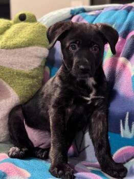 Retriever and Australian Shepherd Dogs Available for Adoption in Los Angeles, California - Hazel | PetCurious