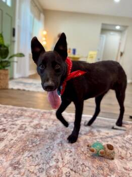 Rio Kissy Boy -  Black Labrador Retriever and Cattle Dog Dog for Adoption in Friendswood, Texas - Rio Kissy Boy | PetCurious