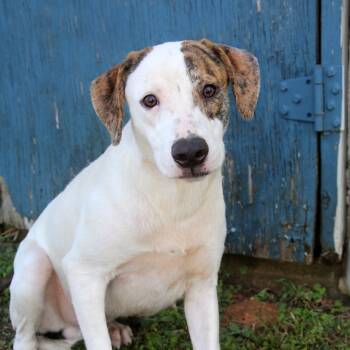 Rescue Hound Dogs for Adoption in Natchitoches, Louisiana - Brin S1 | PetCurious