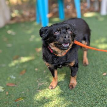 Luna -  Chihuahua and Pomeranian Dog for Adoption in Lakeland, Florida - Luna | PetCurious