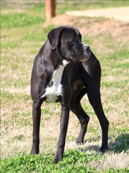 Pit Bull Terrier and Mixed Breed Dogs Available for Adoption - ROSE | PetCurious