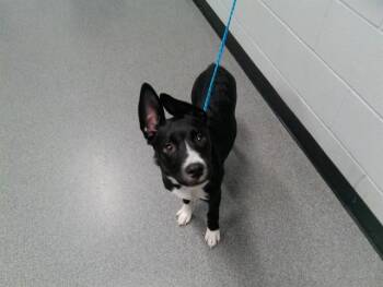 MYA -  German Shepherd Dog and Mixed Breed Dog for Adoption in Kalamazoo, Michigan - MYA | PetCurious