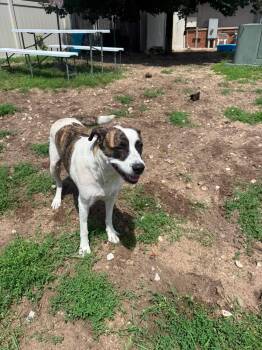 Piper -  Mixed Breed Dog for Adoption in Bellaire, Michigan - Piper | PetCurious