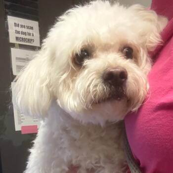 Spook -  Maltese Dog for Adoption in Yuma, Arizona - Spook | PetCurious