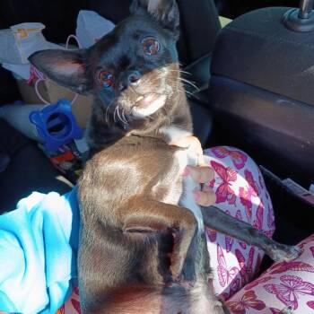 Chihuahua Dogs Available for Adoption - PeeWee | PetCurious