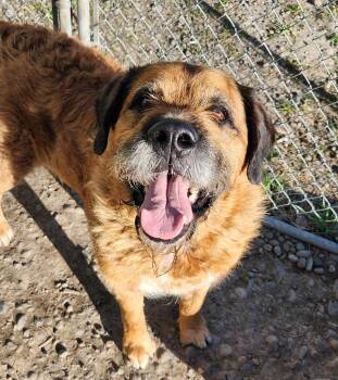 Saint Bernard and Airedale Terrier Dogs Available for Adoption in Billings, Montana - Thor | PetCurious