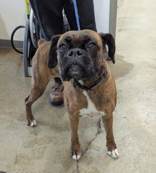 Boxer Dogs Available for Adoption in La Porte, Indiana - Sally | PetCurious