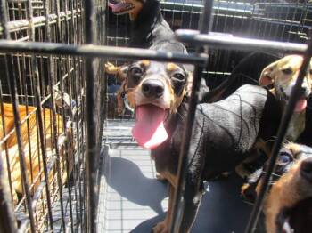 Miniature Pinscher Dogs Available for Adoption in Ocala, Florida - JEWEL | PetCurious