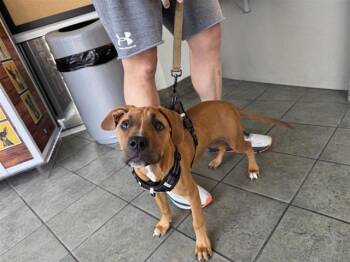 Boxer Dogs Available for Adoption in San Antonio, Texas - MARLEY | PetCurious