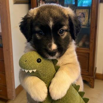 Carolina -  Labrador Retriever and Border Collie Dog for Adoption in South Elgin, Illinois - Carolina | PetCurious