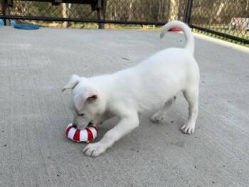 Mixed Breed Dogs Available for Adoption - Beso | PetCurious