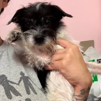 Oreo -  Miniature Schnauzer and Mixed Breed Dog for Adoption in Webster, Texas - Oreo | PetCurious