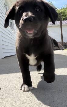 Labrador Retriever and Mixed Breed Dogs Available for Adoption in Aurora, Indiana - Connecticut : Bristol | PetCurious
