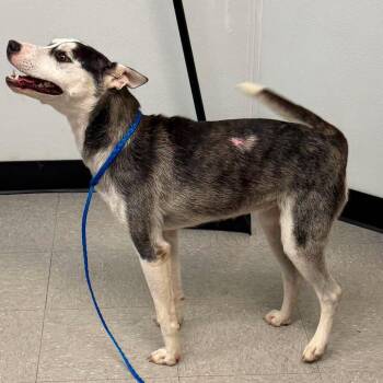 Phoenix 26-07-064 -  Husky Dog for Adoption in Bastrop, Texas - Phoenix 26-07-064 | PetCurious