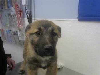 German Shepherd Dog and Mixed Breed Dogs Available for Adoption - DALE | PetCurious