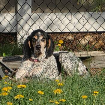 Bluetick Coonhound Dogs Available for Adoption in Wayne, New Jersey - Lucy | PetCurious