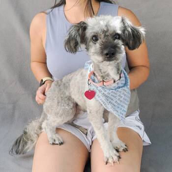 PIPSQUEAK -  Miniature Poodle and Mixed Breed Dog for Adoption in Richmond, California - PIPSQUEAK | PetCurious