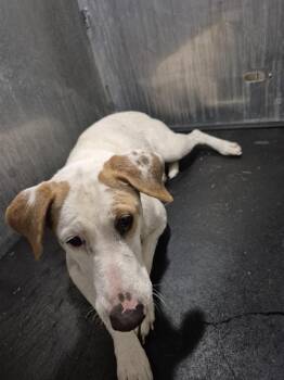 Labrador Retriever Dogs Available for Adoption - PAM | PetCurious