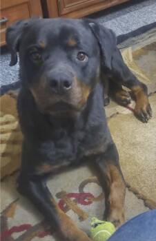 Rottweiler Dogs Available for Adoption in Deering, New Hampshire - Kobe - Foster Needed | PetCurious