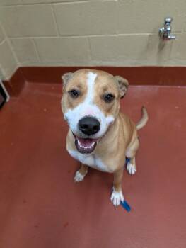 Cookie “Sadie” -  Mixed Breed Dog Available for Adoption in Douglasville, Georgia - Cookie “Sadie” | PetCurious