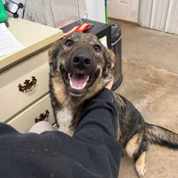 Shepherd Dogs Available for Adoption in Corbin, Kentucky - Ali | PetCurious