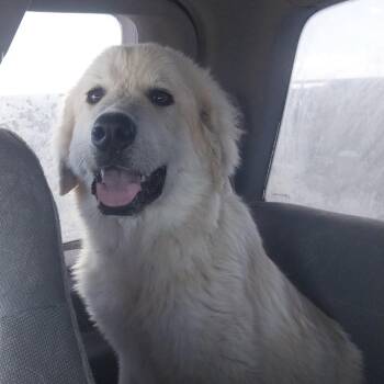 Thor -  Great Pyrenees Dog for Adoption in Kim, Colorado - Thor | PetCurious