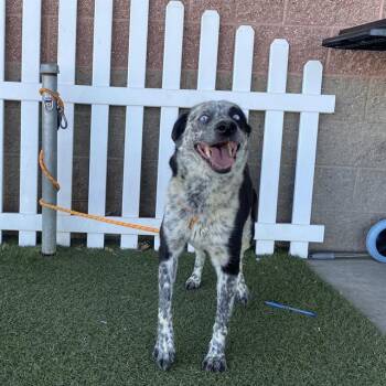 ROSIE -  Border Collie and Australian Cattle Dog Blue Heeler Dog for Adoption in Modesto, California - ROSIE | PetCurious