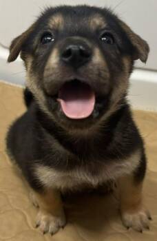 Rescue Mixed Breed Dogs for Adoption in Rockford, Illinois - Alvin (pre-adoption) | PetCurious