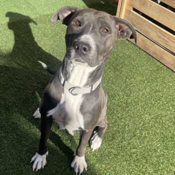 American Staffordshire Terrier Dogs Available for Adoption - Hillary | PetCurious