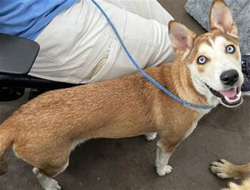 GWEN -  Mixed Breed Dog for Adoption in Dallas, Texas - GWEN | PetCurious
