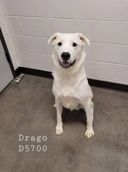 Drogo -  Great Pyrenees Dog for Adoption in Clarksville, Tennessee - Drogo | PetCurious
