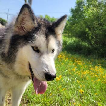 Bowie -  Husky and Mixed Breed Dog for Adoption in Duncan, Oklahoma - Bowie | PetCurious