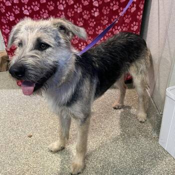 Linus* -  German Shepherd Dog and Terrier Dog for Adoption in San Gabriel, California - Linus* | PetCurious