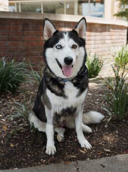 Lilith -  Siberian Husky Dog for Adoption in Carrollton, Texas - Lilith | PetCurious