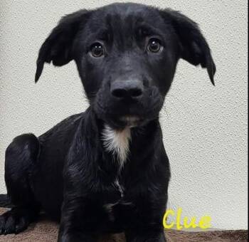 Clue -  Mixed Breed Dog for Adoption in Groveland, Massachusetts - Clue | PetCurious