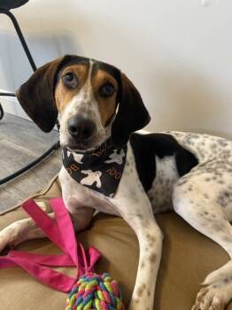 Rescue Mixed Breed Dogs for Adoption in Poughkeepsie, New York - Rocket | PetCurious